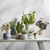 Linden Street 8in  White Magnolia Artificial Plant