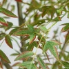 Nearly Natural 7ft Autumn Nandina Indoor Artificial Tree