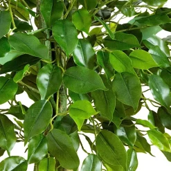 Nearly Natural 4ft Ficus Indoor Outdoor Artificial Tree